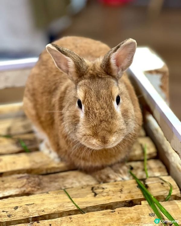 『日本』東京橫濱｜近距離感受動物溫度體驗記