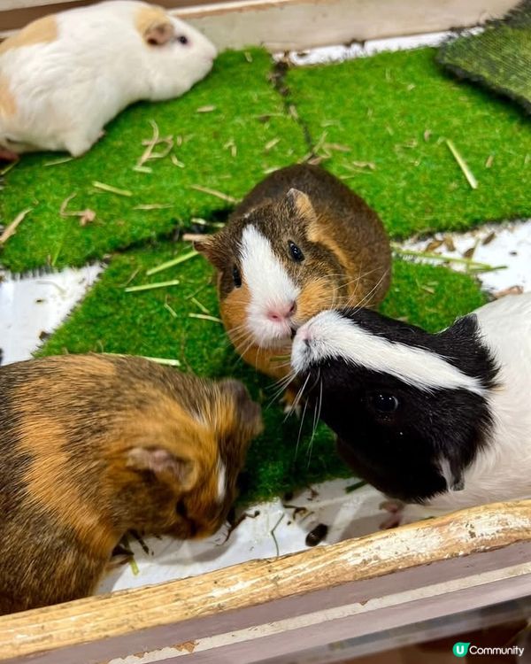 『日本』東京橫濱｜近距離感受動物溫度體驗記