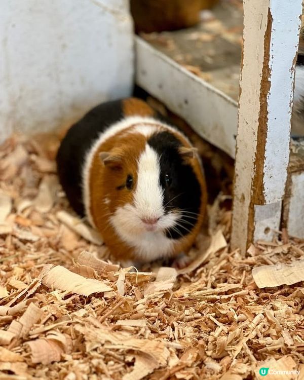 『日本』東京橫濱｜近距離感受動物溫度體驗記