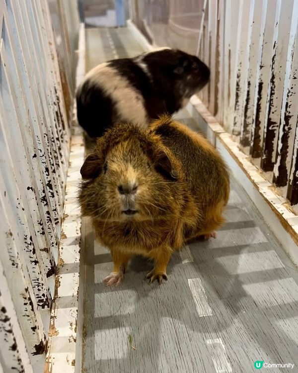 『日本』東京橫濱｜近距離感受動物溫度體驗記