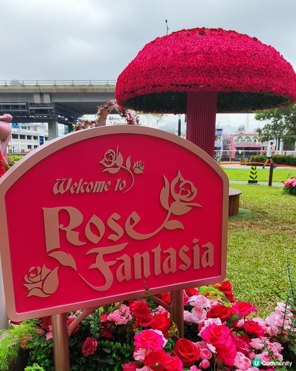 🌹我愛花花🌹之北角匯玫瑰園市集💥率先睇