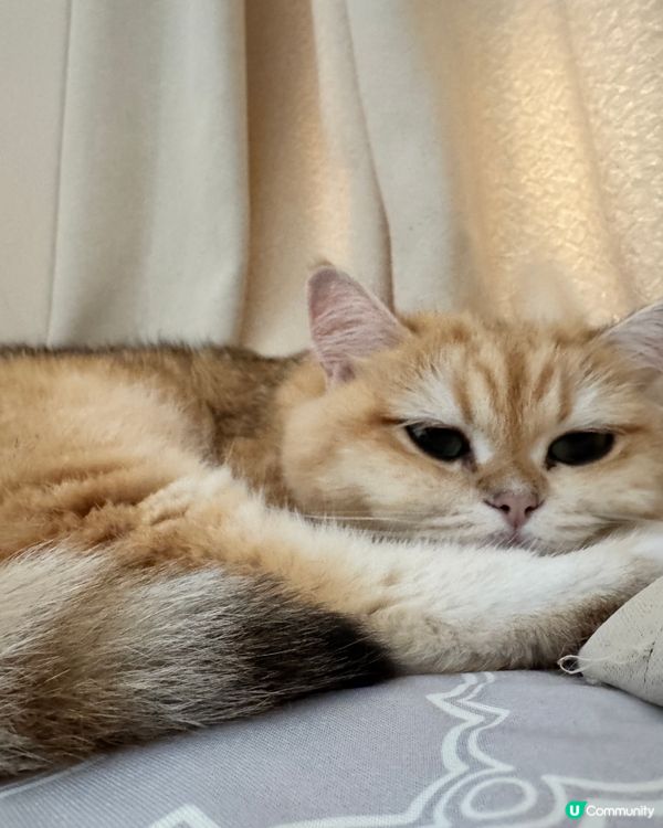 1.  熱到爆！貓貓都頂唔順🥵🧊 涼感墊真係掂！