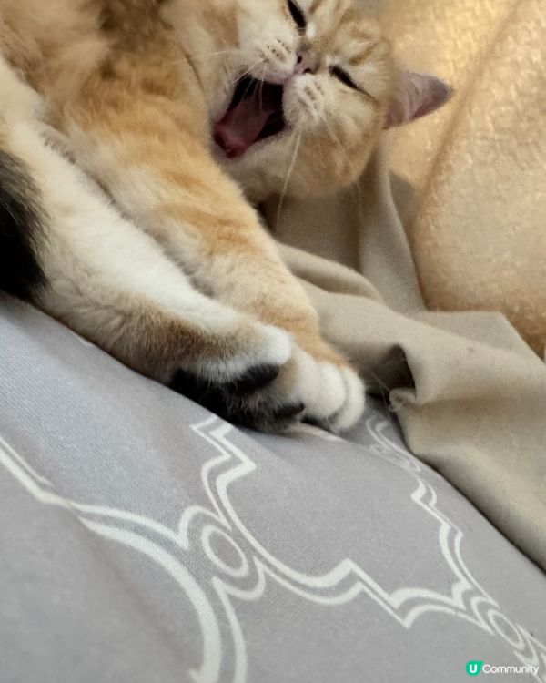 1.  熱到爆！貓貓都頂唔順🥵🧊 涼感墊真係掂！