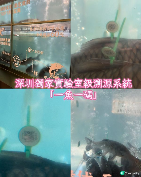 【深圳魚生🤤！零寄生蟲，安全又好味！】