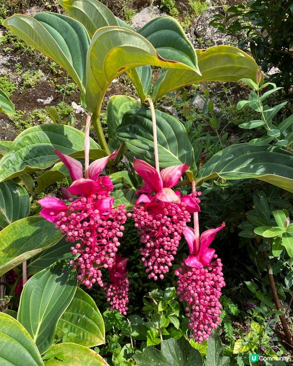 1.  那霸玩樂攻略！🏯 必去首里城+國際通🛍️🌊part2