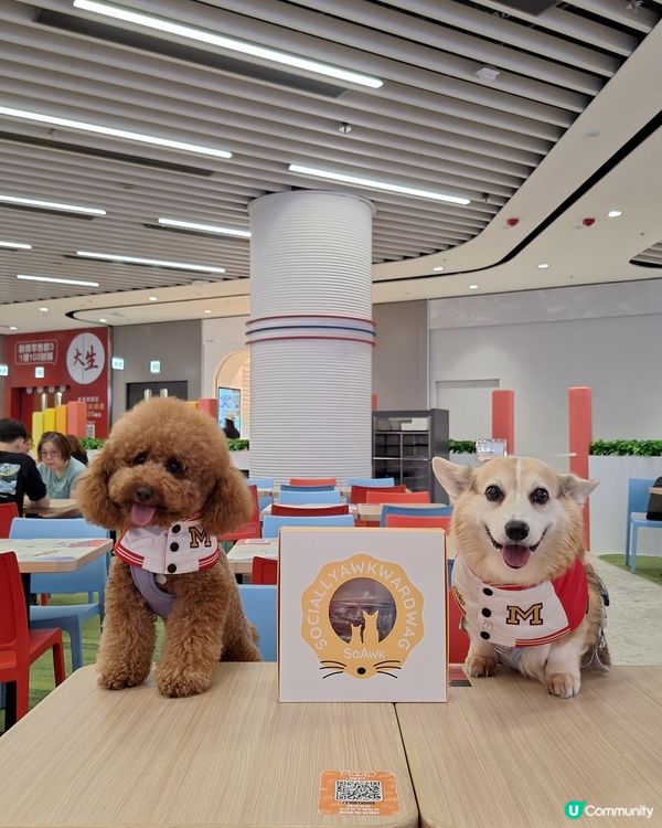 🎁 寵物零食推介！🐾