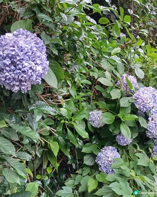 夏日江之電之旅🚃