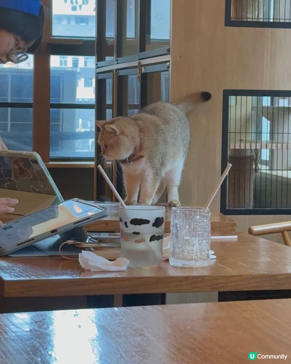 ｢貓貓cafe🤤野食都okay!!｣