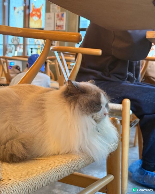 ｢貓貓cafe🤤野食都okay!!｣