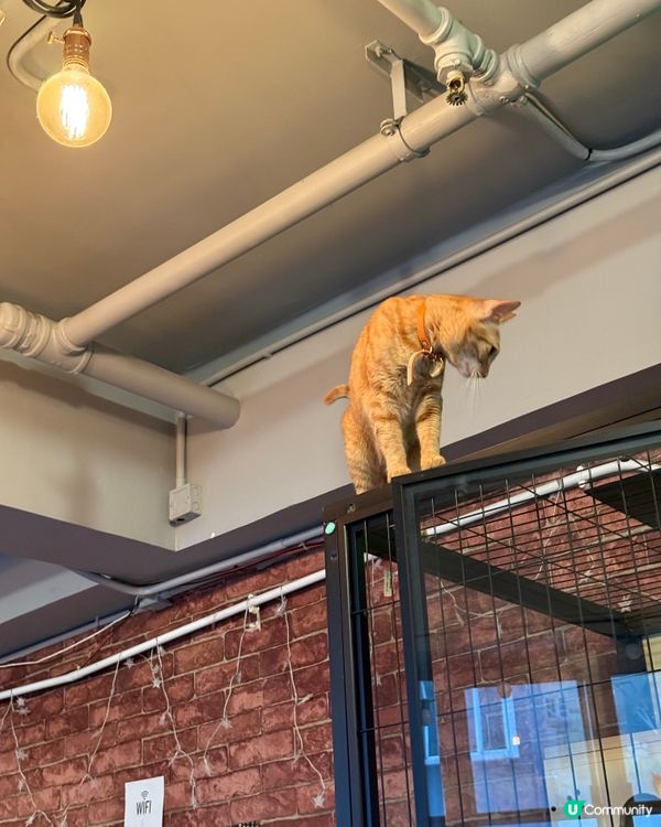 ｢貓貓cafe🤤野食都okay!!｣