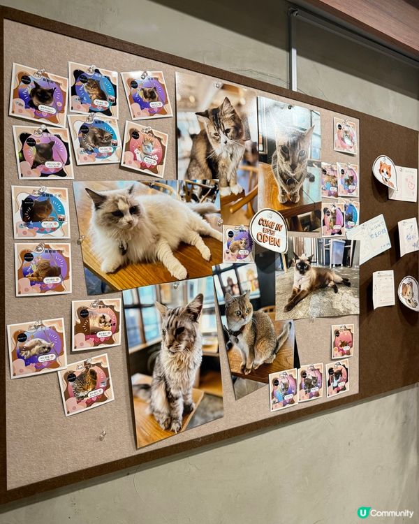 ｢貓貓cafe🤤野食都okay!!｣