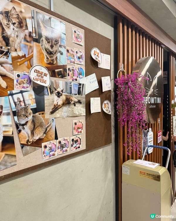 ｢貓貓cafe🤤野食都okay!!｣