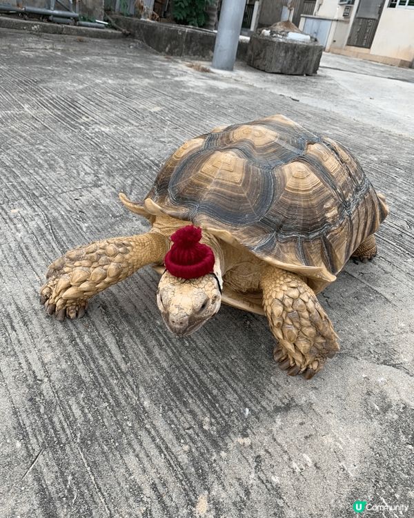 汀九橋睇日落🌅，靚到爆！夕陽無限好！😍