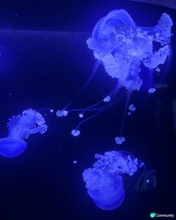 香港海洋公園的「水母萬花筒」水母館展出超過1,000隻來自世...
