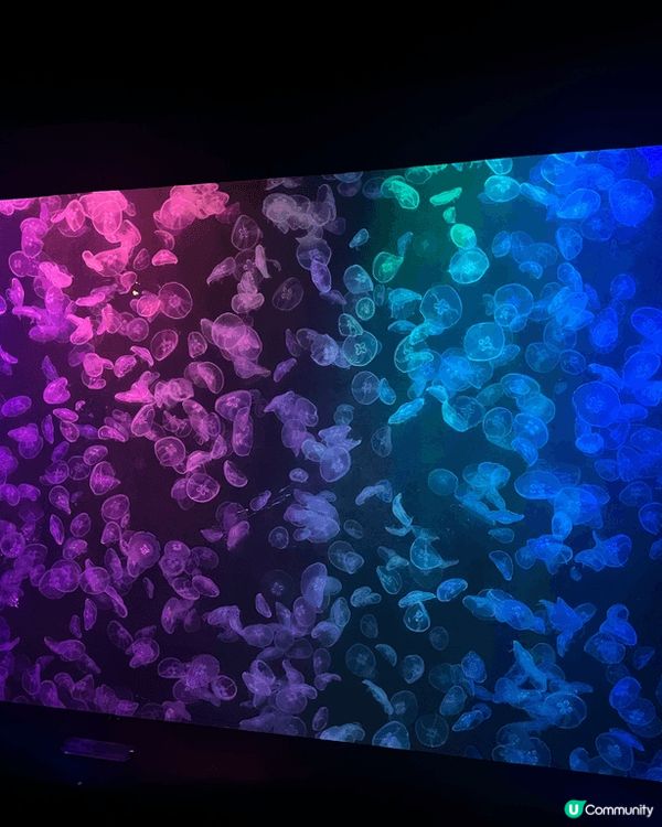 香港海洋公園的「水母萬花筒」水母館展出超過1,000隻來自世...