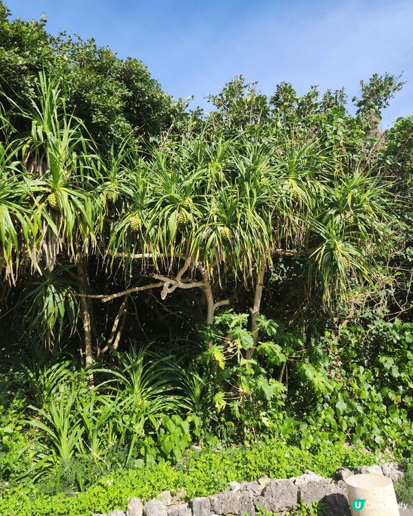今次沖繩之旅我和屋企人除了去咗沖繩本島-瀨長島(左上角那張是...