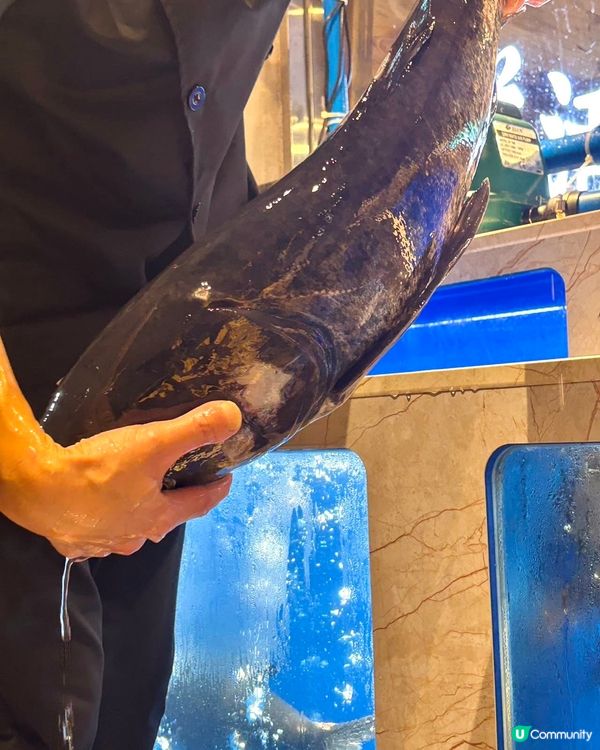 鵬嫂漁記！一魚多食胖頭魚鍋🤤！