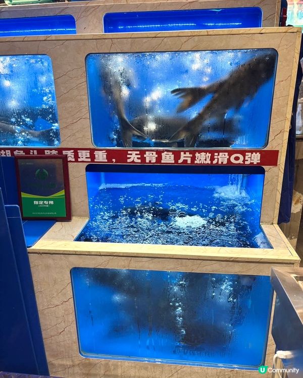 鵬嫂漁記！一魚多食胖頭魚鍋🤤！