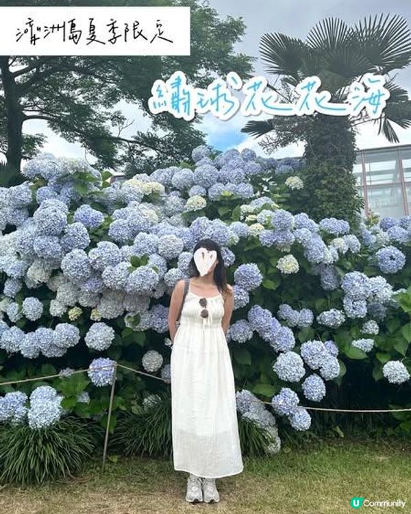 濟洲島夏季繡球花海