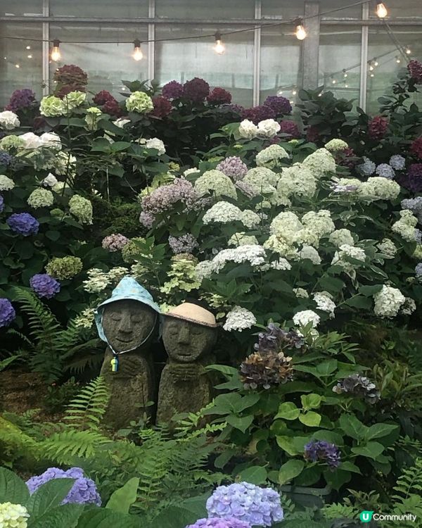 濟洲島夏季繡球花海