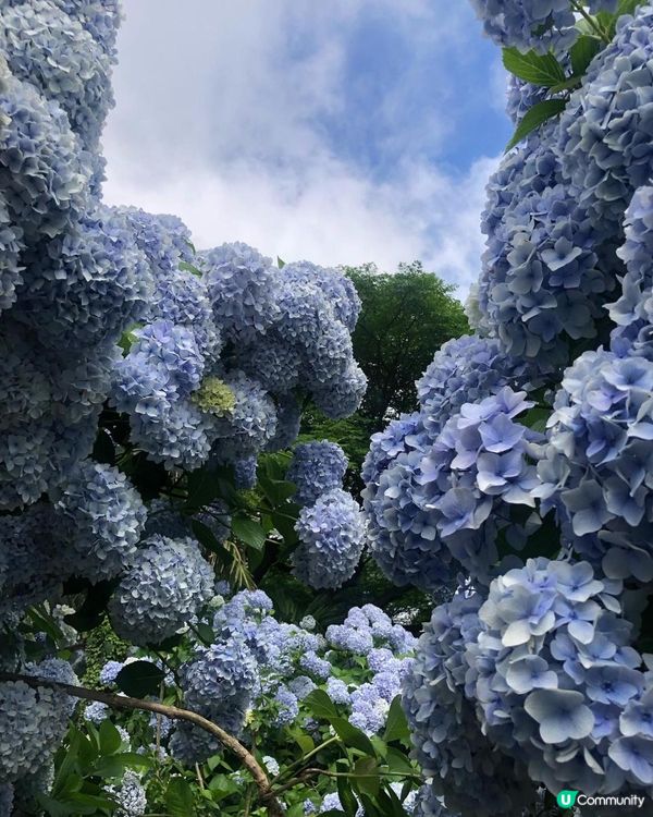 濟洲島夏季繡球花海
