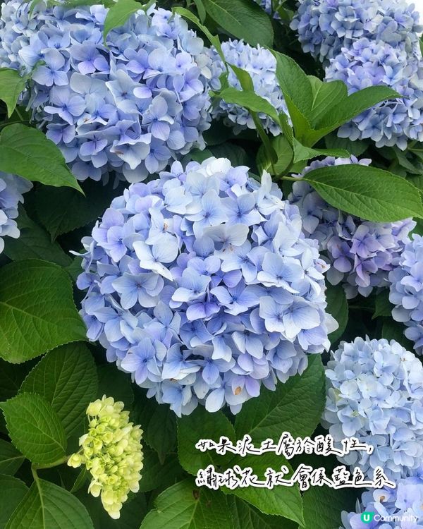 濟洲島夏季繡球花海