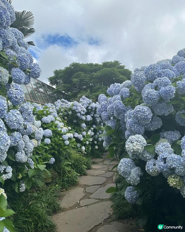 濟洲島夏季繡球花海