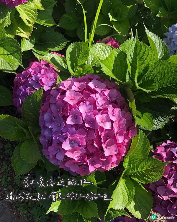 濟洲島夏季繡球花海