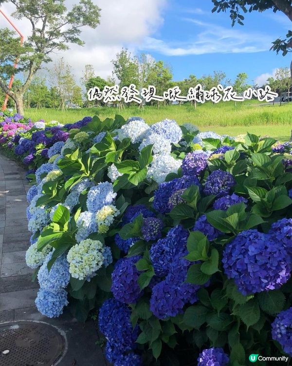 濟洲島夏季繡球花海