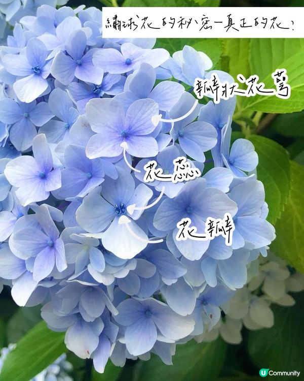 濟洲島夏季繡球花海