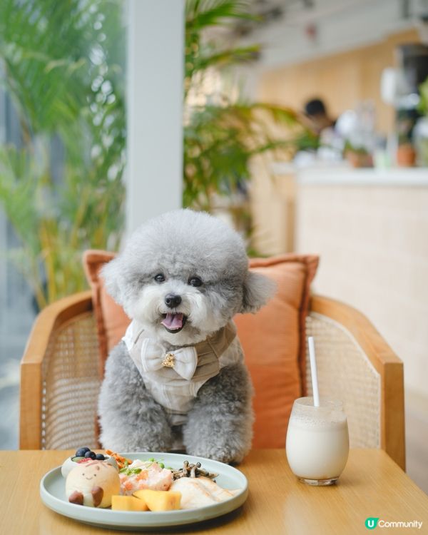 Coffee☕️jelly cat🐱Jelly Jacky🐶