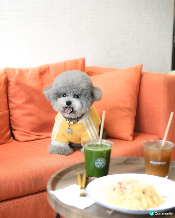 Pet Friendly Cafe ~ Sow Maid☕️