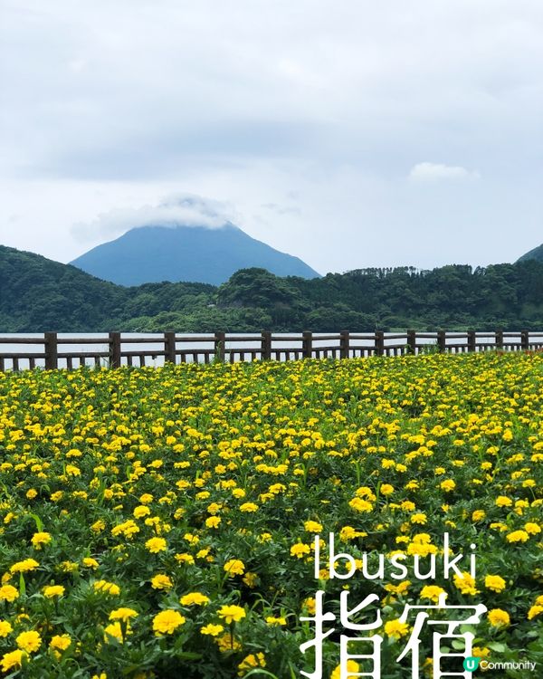 環遊日本🇯🇵｜指宿伊布打卡一日之旅📷