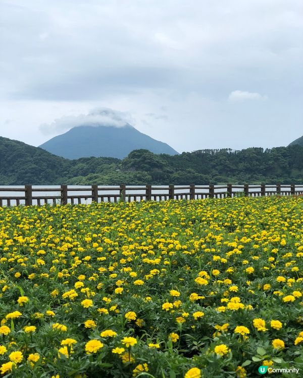 環遊日本🇯🇵｜指宿伊布打卡一日之旅📷