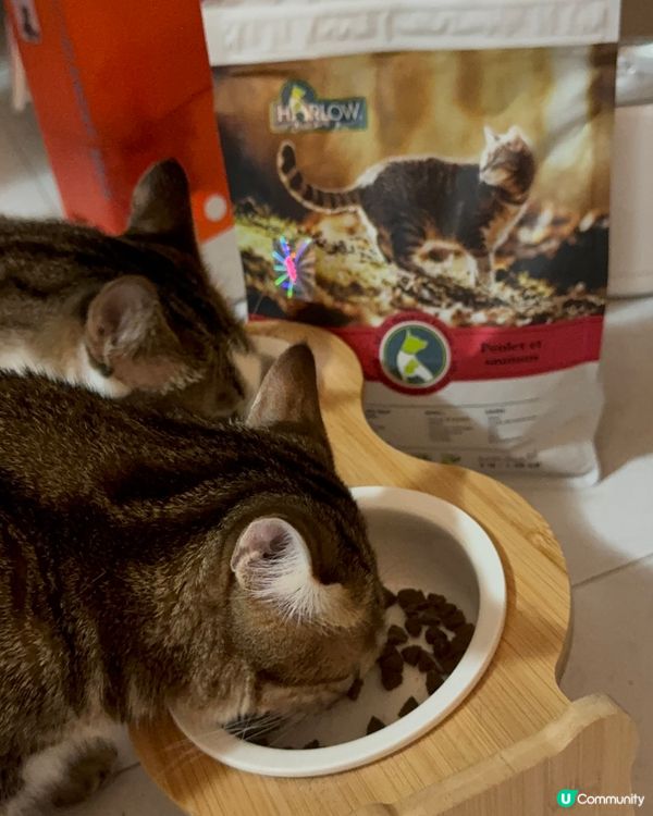 貓貓試食專員🐱