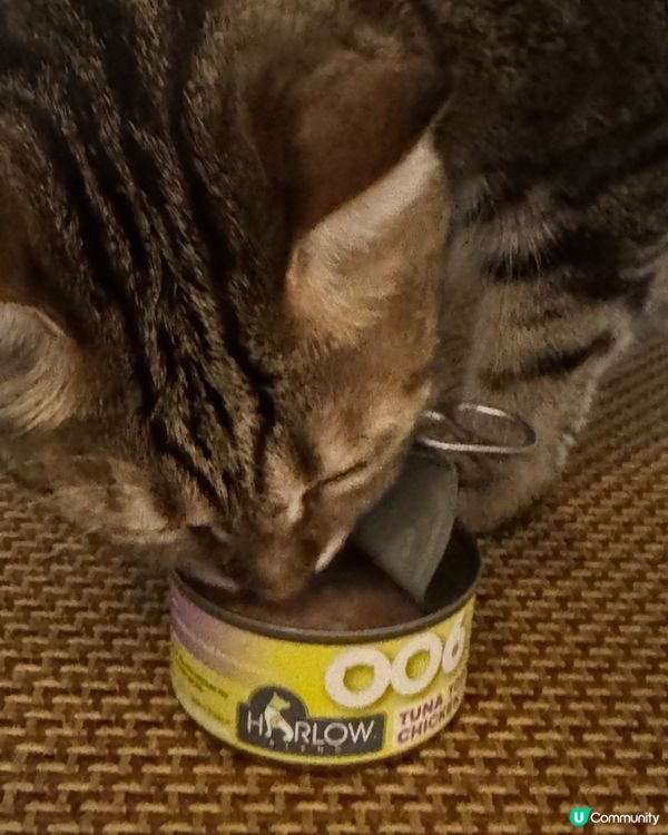 貓貓試食專員🐱