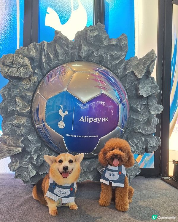 熱刺扭蛋機嚟啦！球迷必搶！⚽️🎁