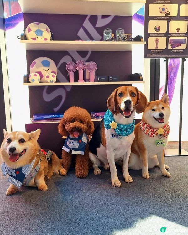 熱刺扭蛋機嚟啦！球迷必搶！⚽️🎁