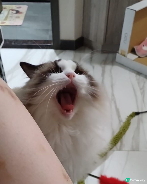 呢隻為食貓 bu豬~