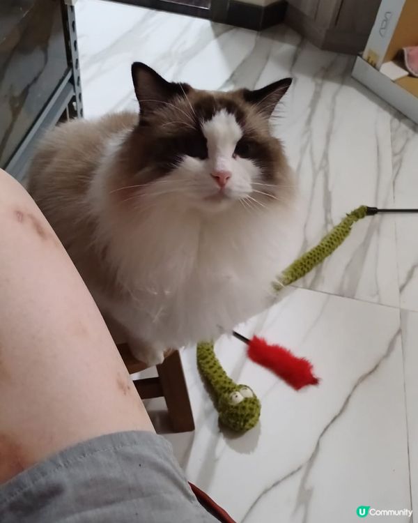 呢隻為食貓 bu豬~