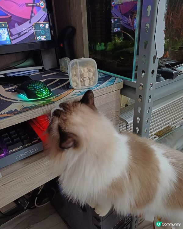 呢隻為食貓 bu豬~