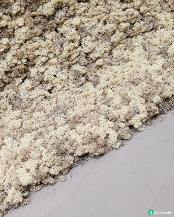 台北美術館打卡！奧拉弗展超正🤩 #思思賢嘆世界