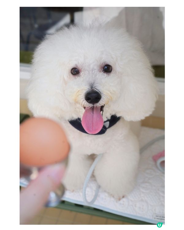 荷李活道新店！肉桂卷+吉士包🤤 奴才必試！🍞