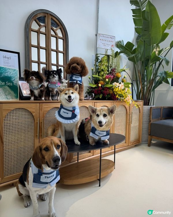 尖咀旗艦店開幕🎉！毛孩迪士尼樂園等你嚟玩！🐶🏰