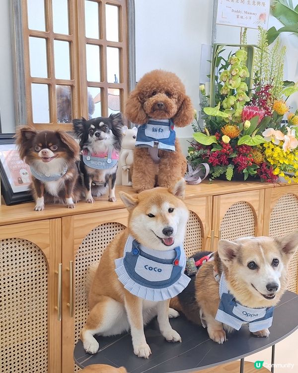 尖咀旗艦店開幕🎉！毛孩迪士尼樂園等你嚟玩！🐶🏰