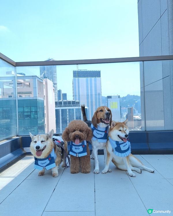 尖咀旗艦店開幕🎉！毛孩迪士尼樂園等你嚟玩！🐶🏰