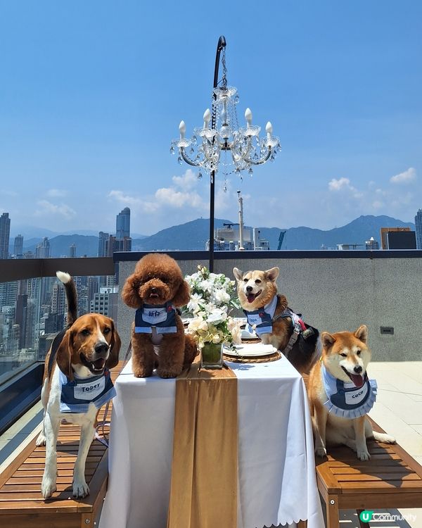 尖咀旗艦店開幕🎉！毛孩迪士尼樂園等你嚟玩！🐶🏰