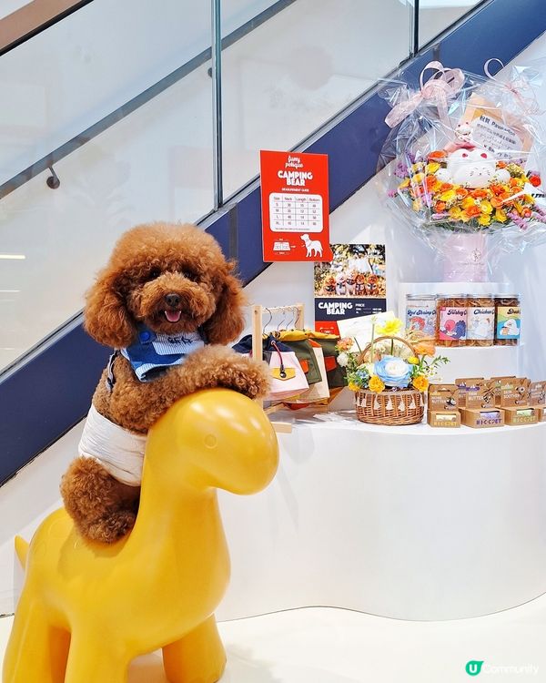 尖咀旗艦店開幕🎉！毛孩迪士尼樂園等你嚟玩！🐶🏰