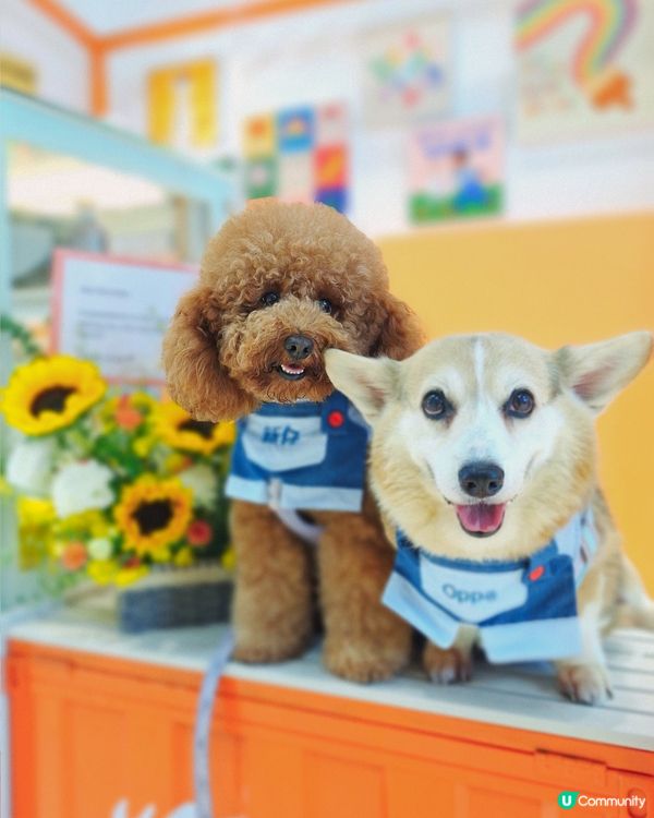 尖咀旗艦店開幕🎉！毛孩迪士尼樂園等你嚟玩！🐶🏰