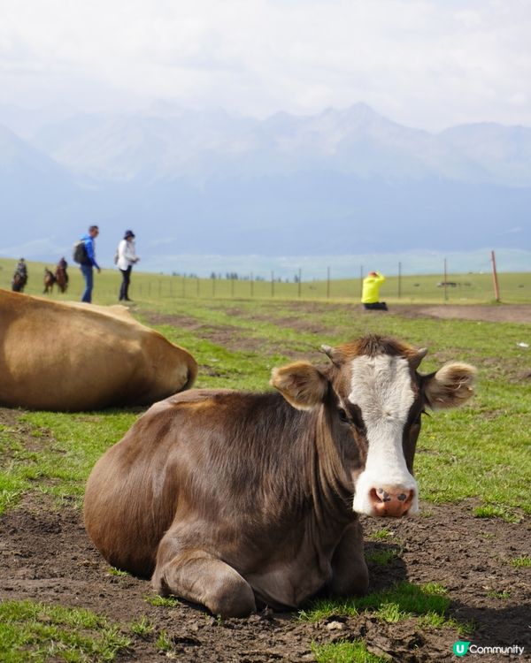 喀拉峻家訪記｜馬牛羊都在度假，我也想留下來